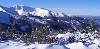 coniferous forest in the tatras