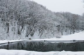 Winter Forest near water scene