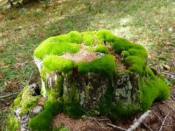 Green moss on a cutted tree in the light and shadow