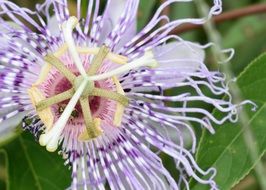 awesome Passion Flower