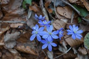 blue wildflowers among dry foliage