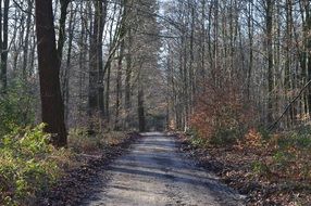 Winter Forest Trail