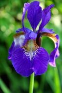 blue iris is a flower of unusual shape on blurred background