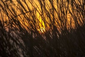 landscape of Field at the sunlight