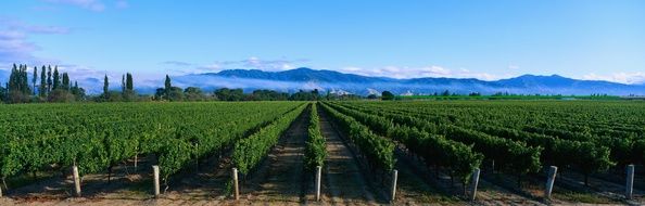 picturesque plantations of green tea