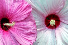 pink and white hibiscus closeup