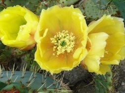 cactus with three yellow flowers close-up