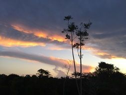 tall trees in colorful sky at Sunset