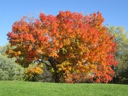 Fall Colors Autumn tree