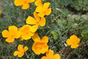 small yellow flowers