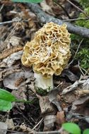 wild mushroom among dry leaves