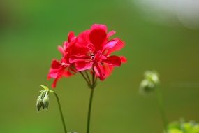 red geranium with buds on a thin stalk