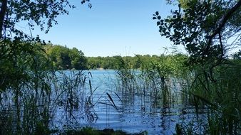 green grass in the lake