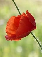 ref poppy in macro