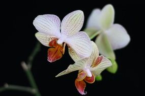 White Orchid Flower bloom