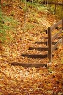 wooden fence and orange foliage