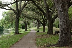 walking path between large trees in the park