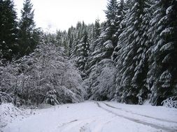 Snowy forest in Oregon