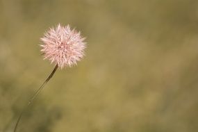 pink dandelion close-up