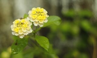 yellow-white flower on a blurred background