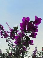 Bougainvillea Plant close up against the sky