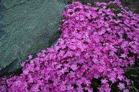 incredibly handsome Creeping Phlox