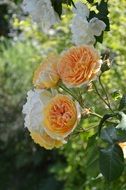 orange white roses in the garden