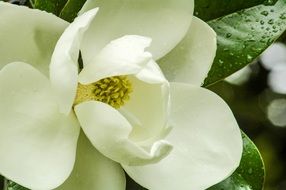 raindrops on white magnolia