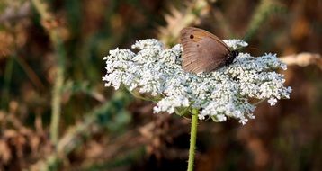 Brown Butterfly on white Flower