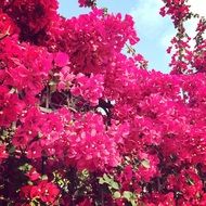 large bush of lush pink fuchsia