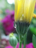 drop of water on the marigold bud