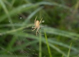 Spider Orbweaver Web Green grass aback