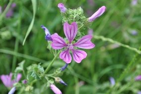 Lavatera Cretica Syn Malva in spring