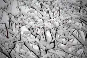 Beautiful, white, frozen tree branches in winter