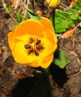 yellow tulip under the bright sun