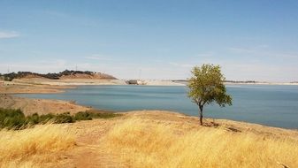 tree in a meadow with dry grass near Folsom lake