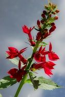 closeup picture of incredibly handsome Red Lobelia Plants