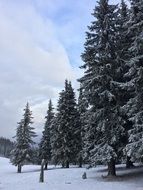 Pine Trees Forest winter Landscape