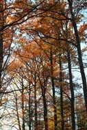 trees in brown colorful foliage in autumn