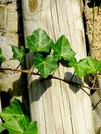 closeup photo of Ivy green Plant near wood bark