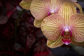 pink yellow orchid