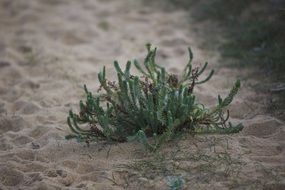 green plant in the sand