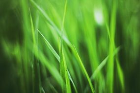 fresh green grass