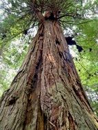 Redwood national park