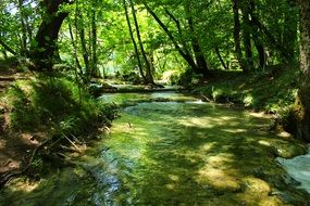 flowing water among the forest