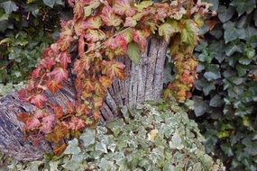 variety of foliage in the fall