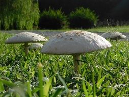 Big white mushrooms in grass close-up