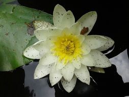 dirty white lotus on the water after rain