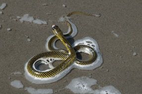 cobra in the water on the beach