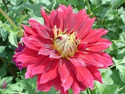 red dahlia in the summer garden